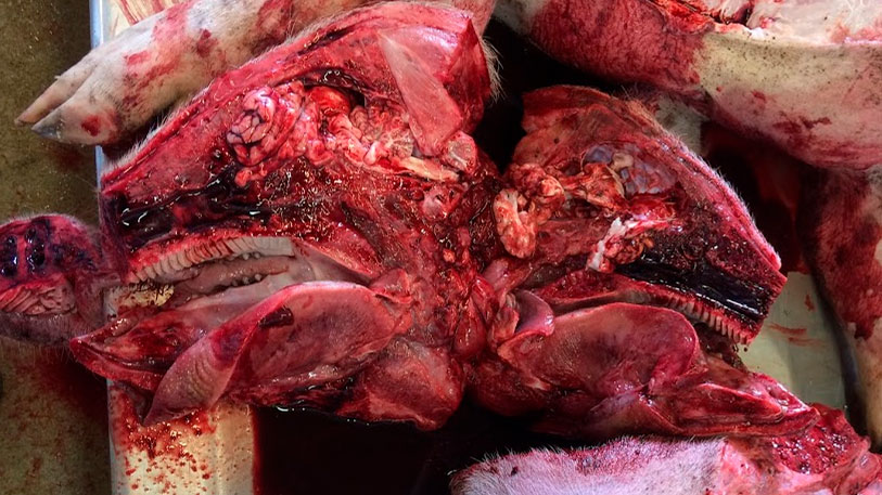 Necrópsia no laboratório.