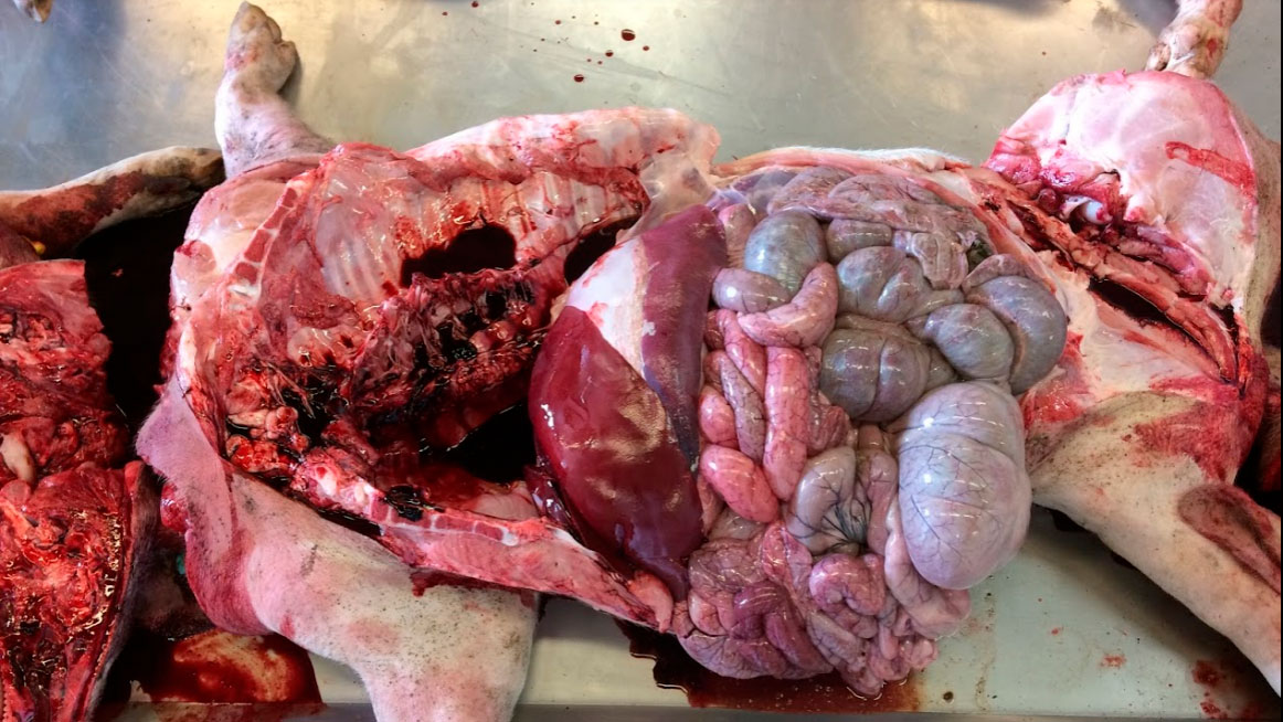 Necrópsia no laboratório.