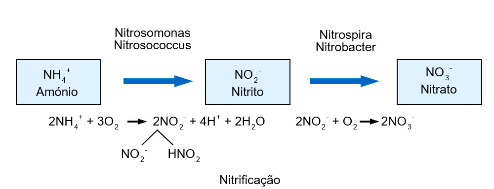 Nitrificação