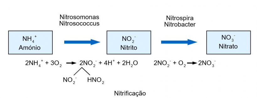 Nitrifica&ccedil;&atilde;o
