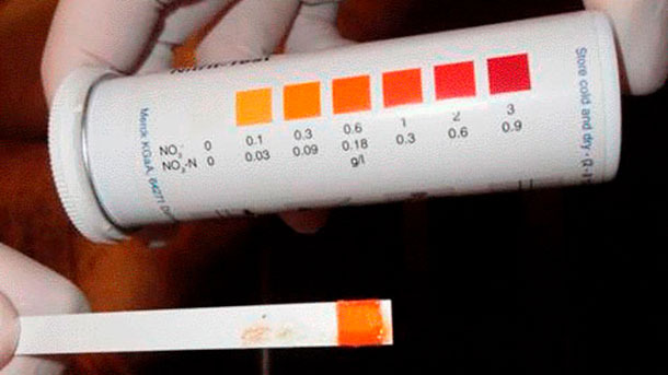 Figura 5: Tira para detec&ccedil;&atilde;o de nitritos indicando envenenamento por nitritos..
