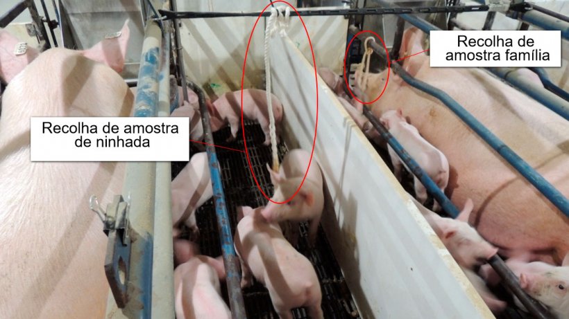 Gr&aacute;fico 1. Recolha de amostras de ninhada (s&oacute; os leit&otilde;es foram expostos &agrave;s cordas) e de fam&iacute;lia&nbsp;(tanto a porca como os leit&otilde;es foram expostos &agrave;s cordas).
