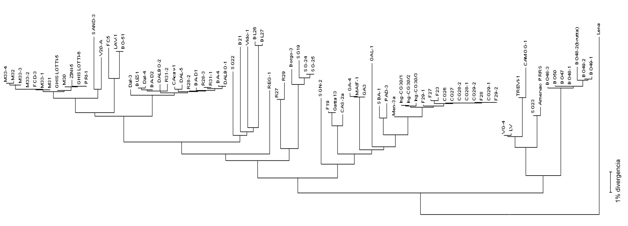 <p>Figura 3. Os dendrogramas ou "árvore filogenética" são utilizados para representar gráficamente o grau de semelhança (homologia) entre diferentes virus PRRS com uma sequência de vírus de referência.</p>
