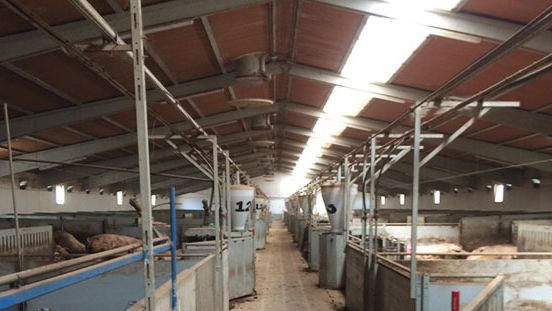 Pavilh&atilde;o de gesta&ccedil;&atilde;o confirmada com coloca&ccedil;&atilde;o longitudinal da parte transl&uacute;cida
