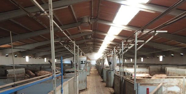 Pavilhão de gestação confirmada com colocação longitudinal da parte translúcida