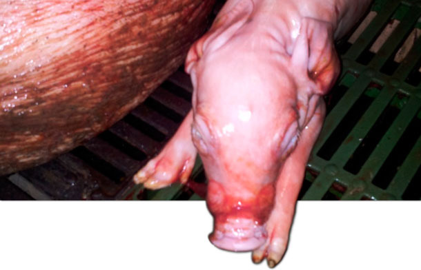 Leitão recém-nascido