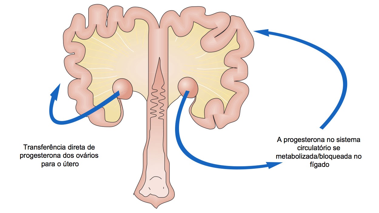 <p>Imagem 1. Esquema da passagem de progesterona a partir do ovário.</p>