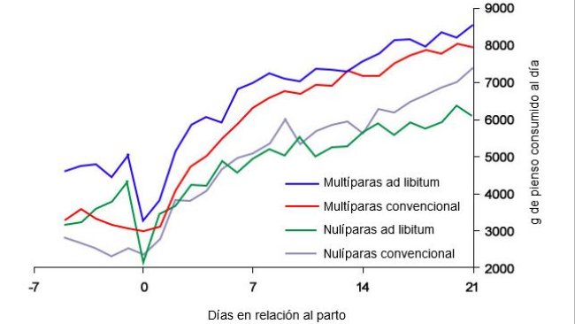 Gráfico 6. Consumo de alimento na lactação de porcas alimentadas ad libitum e/ou com um programa convencional no periparto
