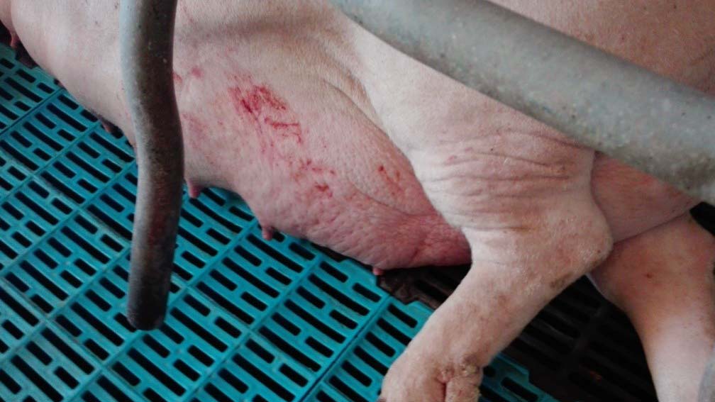 Foto 4: Edema mamário no periparto