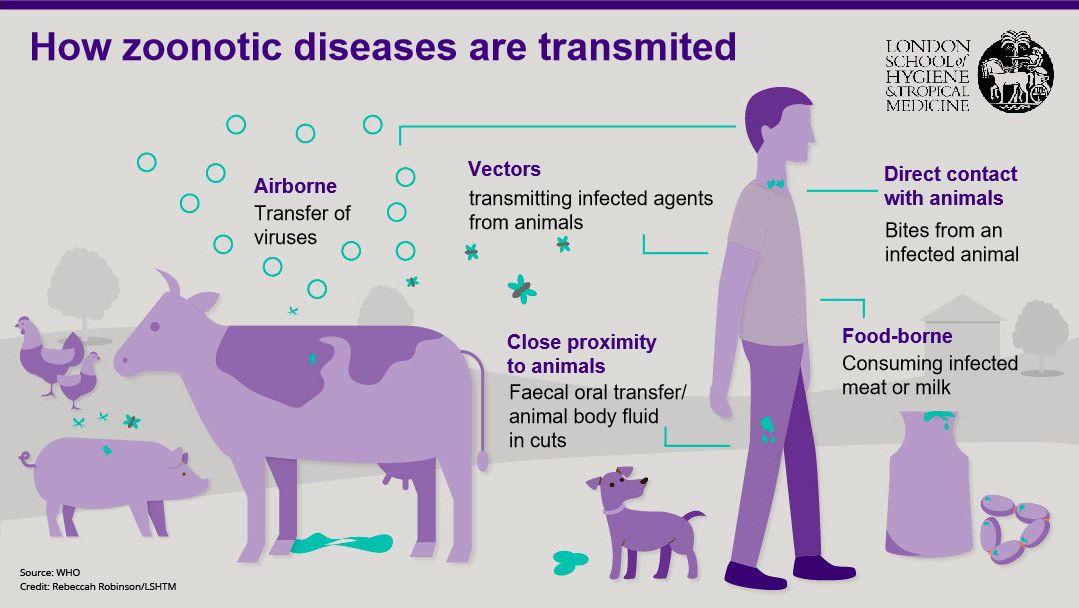 Figura 1. Rotas de transmiss&atilde;o das doen&ccedil;as zoon&oacute;ticas. As zoonoses s&atilde;o doen&ccedil;as infecciosas que podem ser transmitidas de animais a humanos, mas tamb&eacute;m de humanos a animais. Fonte: London School of Hygiene and Tropical Medicine.
