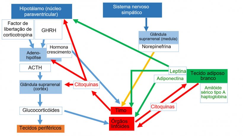 *Sistema neuroendoimunit&aacute;rio&nbsp;ACTH: hormona adrenocorticotr&oacute;fica * GHRH: hormona libertadora da hormona do crescimento
