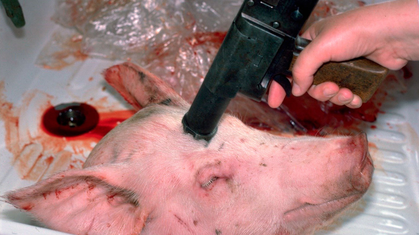 A pistola de bala cativa deve agarrar-se perpendicularmente a ambos os planos e contra o crânio.