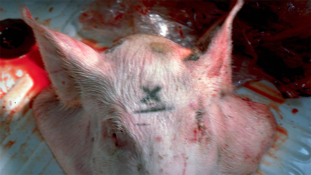 O X marca o ponto, ainda que em animais adultos seja melhor afastar-se 1 cm da linha média