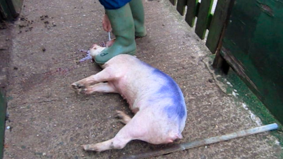 Quando se lacera o cérebro, há que ficar atrás do porco, não entre as suas patas.