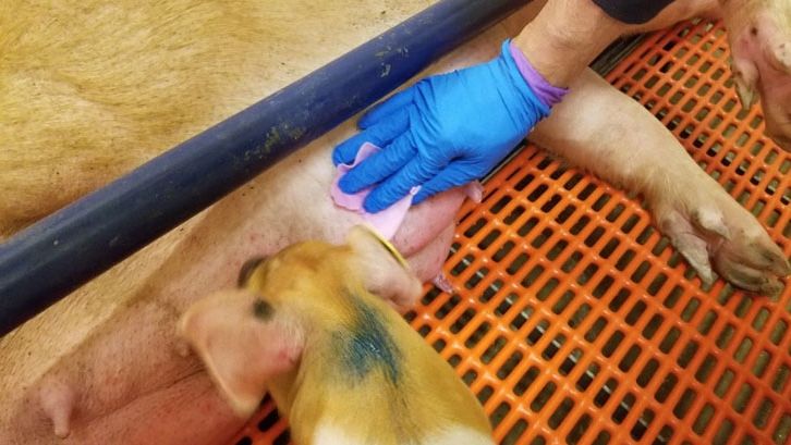 Gases mam&aacute;rias