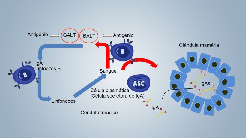 Figura 1. Esquema da imunidade lactogénica