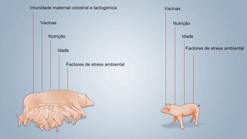 Figura 2. Factores que influenciam o desenvolvimento da imunidade neonatal
