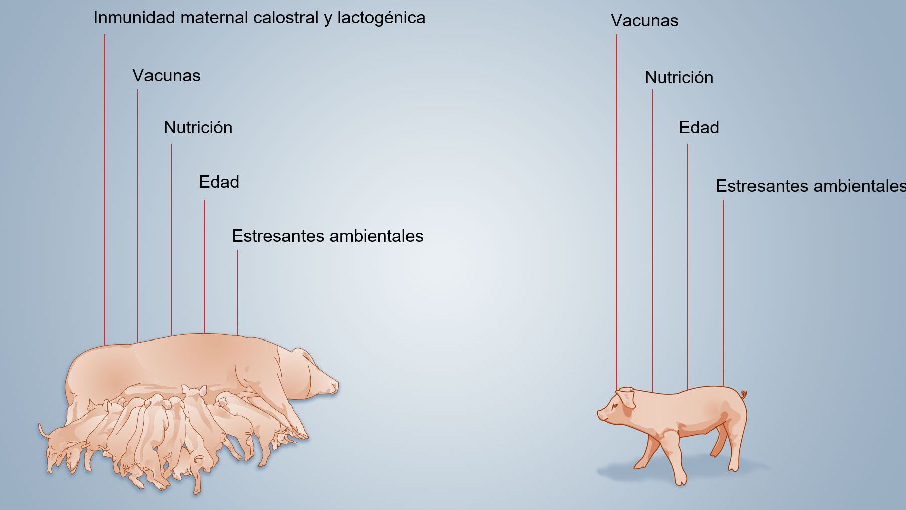 Figura 2. Factores que influenciam o desenvolvimento da imunidade neonatal
