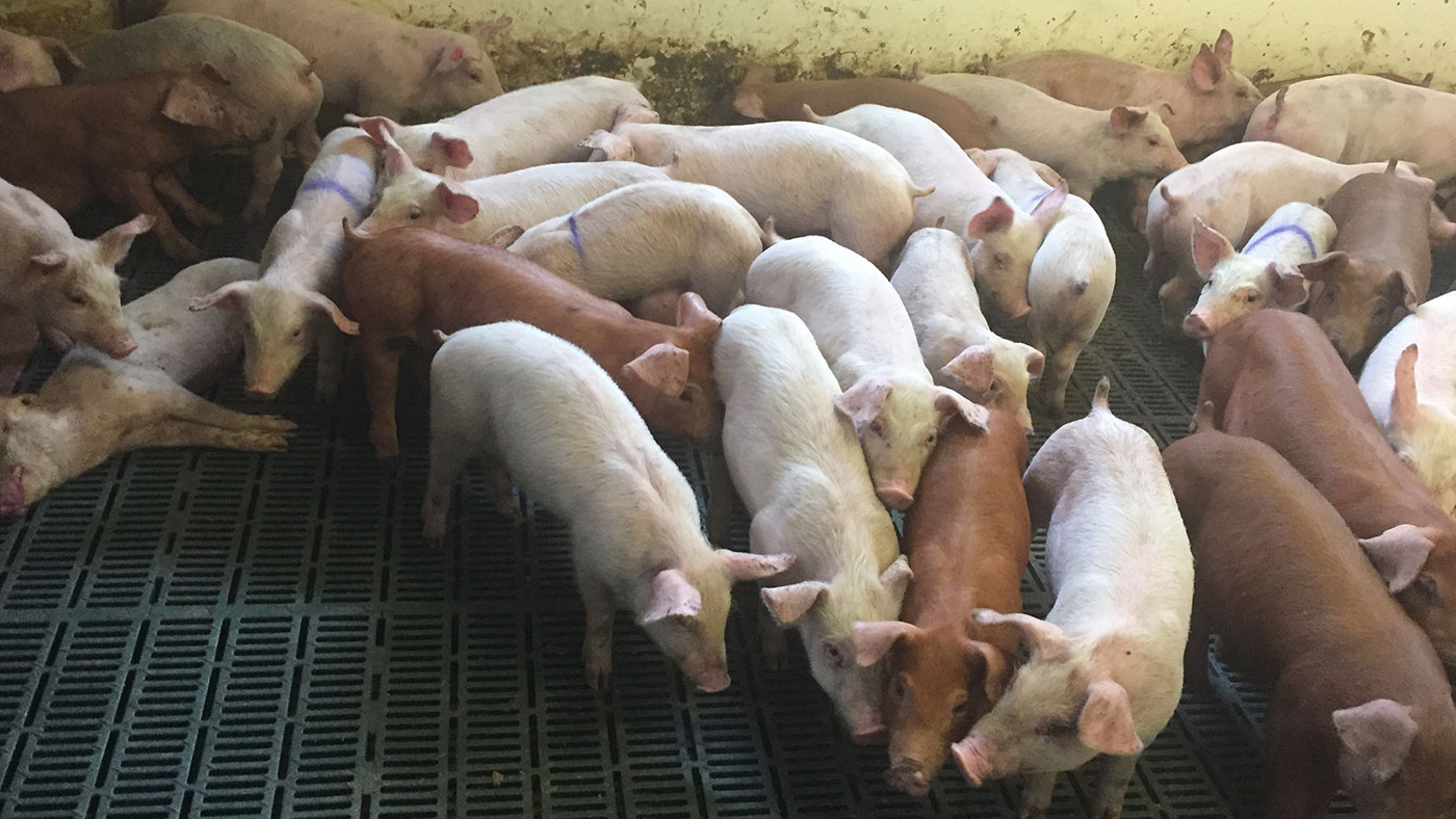 Animais com sinais clínicos de perda de condição corporal