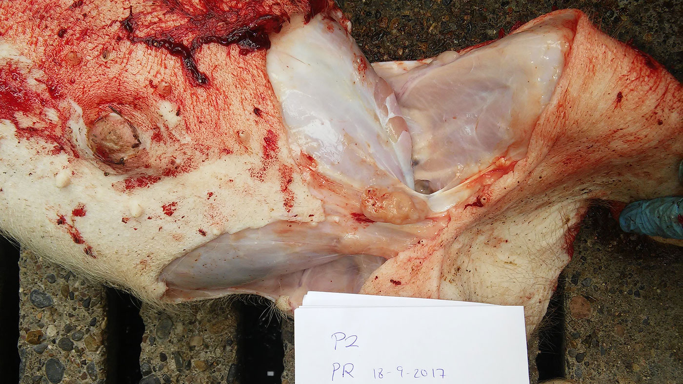 Gânglio linfático mesentérico aumentado de tamanho