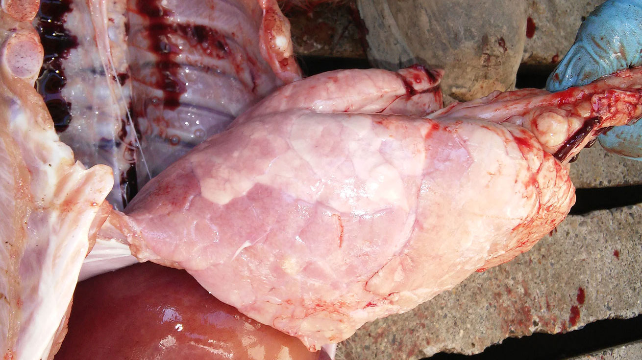 Pneumonia intersticial com notória consolidação pulmonar do lóbulo diafragmático ventral.