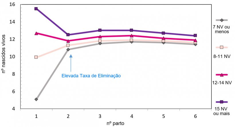 Gr&aacute;fico 1. Produ&ccedil;&atilde;o ao longo da vida da porca em fun&ccedil;&atilde;o dos leit&otilde;es nascidos
