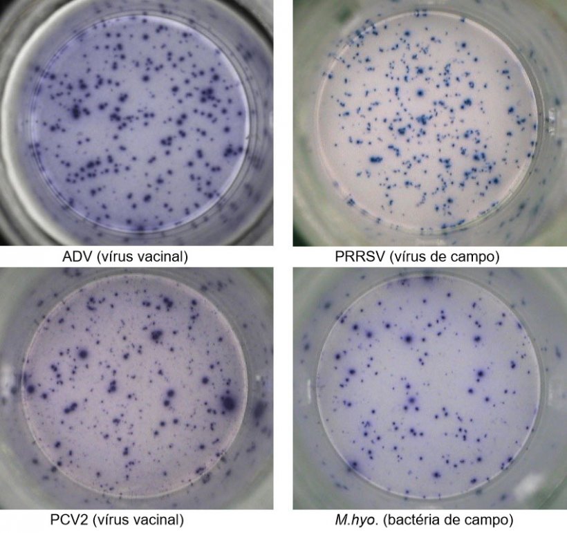 Fig. 1. Respostas espec&iacute;ficas de antigene IFN-&gamma; ELISPOT em PBMC a agentes patog&eacute;nicos de su&iacute;nos. ADV: v&iacute;rus da doen&ccedil;a de Aujeszky; PRRSV: v&iacute;rus do S&iacute;ndroma Reprodutivo e Respirat&oacute;rio Su&iacute;na; PCV2: Circovirus Su&iacute;no tipo 2; M.hyo .: Mycoplasma hyopneumoniae. Cada mancha &eacute; devido &agrave; secre&ccedil;&atilde;o de IFN-&gamma; por linf&oacute;citos T reactivos de mem&oacute;ria/efetores. Entre par&ecirc;nteses &eacute; indicado o agente patog&eacute;nico usado para reactivar as c&eacute;lulas nas placas de teste.
