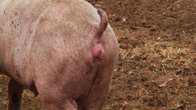 Cio numa nulípara sincronizada com altrenogest