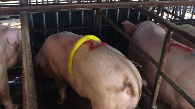 Um macho muito jovem e com uma l&iacute;bido muito baixa que, pese a estar em frente das porcas em cio, foi dormir.