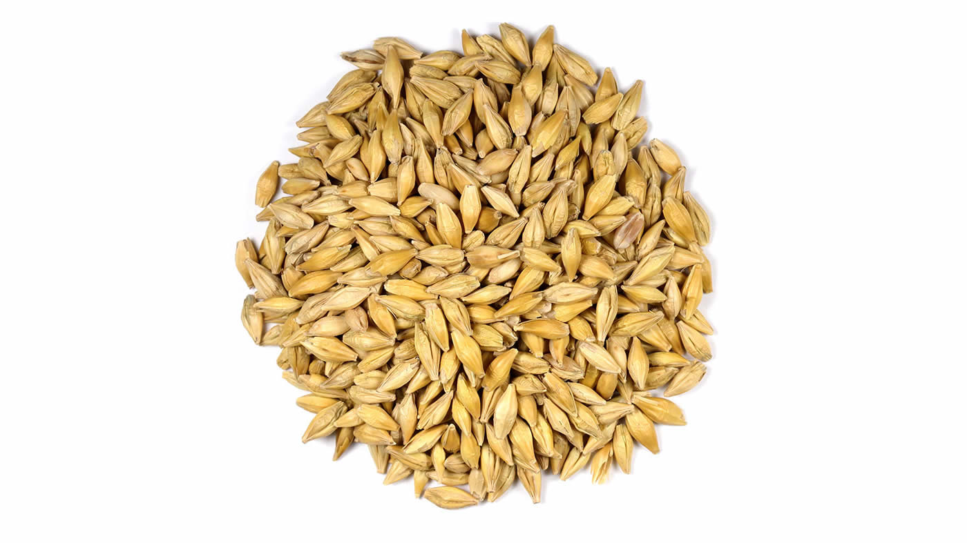 Gr&atilde;os de cevada (<em>Hordeum vulgare L.</em>). Foto de <em>Sanjay Acharya.</em>
