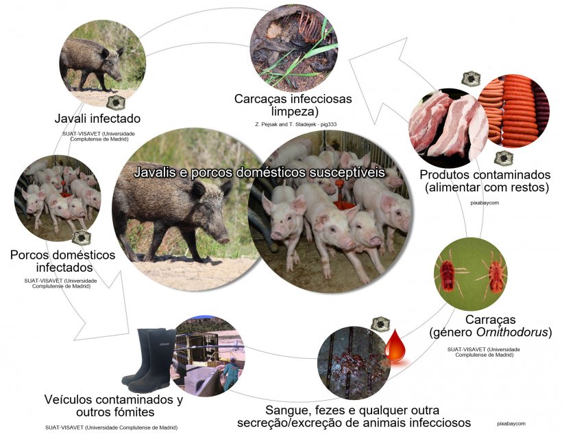 Figura 1. Rotas de transmiss&atilde;o do v&iacute;rus da PSA, incluindo o contacto directo e indirecto com animais infecciosos, os seus produtos, excre&ccedil;&otilde;es/secre&ccedil;&otilde;es e/ou sangue, carca&ccedil;as, diversos f&oacute;mites contaminados e vectores biol&oacute;gicos (produ&ccedil;&atilde;o pr&oacute;pria).
