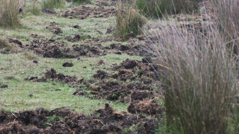 Foto 1: Indicação da presença de javalis. É preferível instalar novas explorações suínas longe de zonas florestais ou ribeiras, assim como de milheirais e regadios
