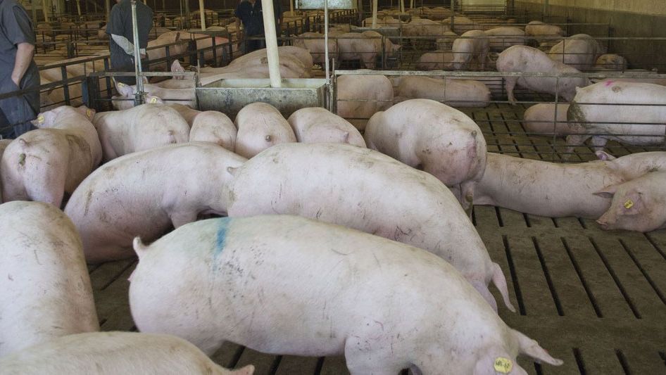 Foto 1. Sala para substitui&ccedil;&atilde;o na Am&eacute;rica do Norte. Cortesia da&nbsp; Dr. Maria Jose Clavijo
