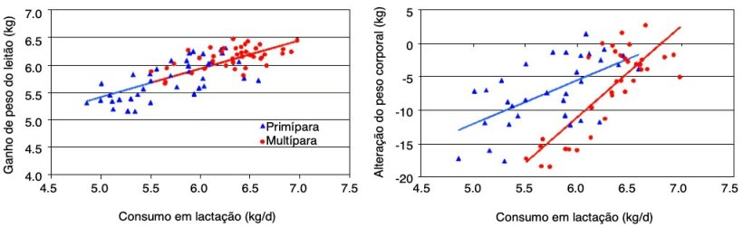 Ilustra&ccedil;&atilde;o 4. Por cada kg mais consumido pela porca em lacta&ccedil;&atilde;o o peso dos leit&otilde;es aumenta em mais de 0,5 kg e reduz-se em mais de 13 kg a perda de peso em mult&iacute;paras e mais de 6 kg em prim&iacute;paras.&nbsp;(NS Ferguson, 2010)
