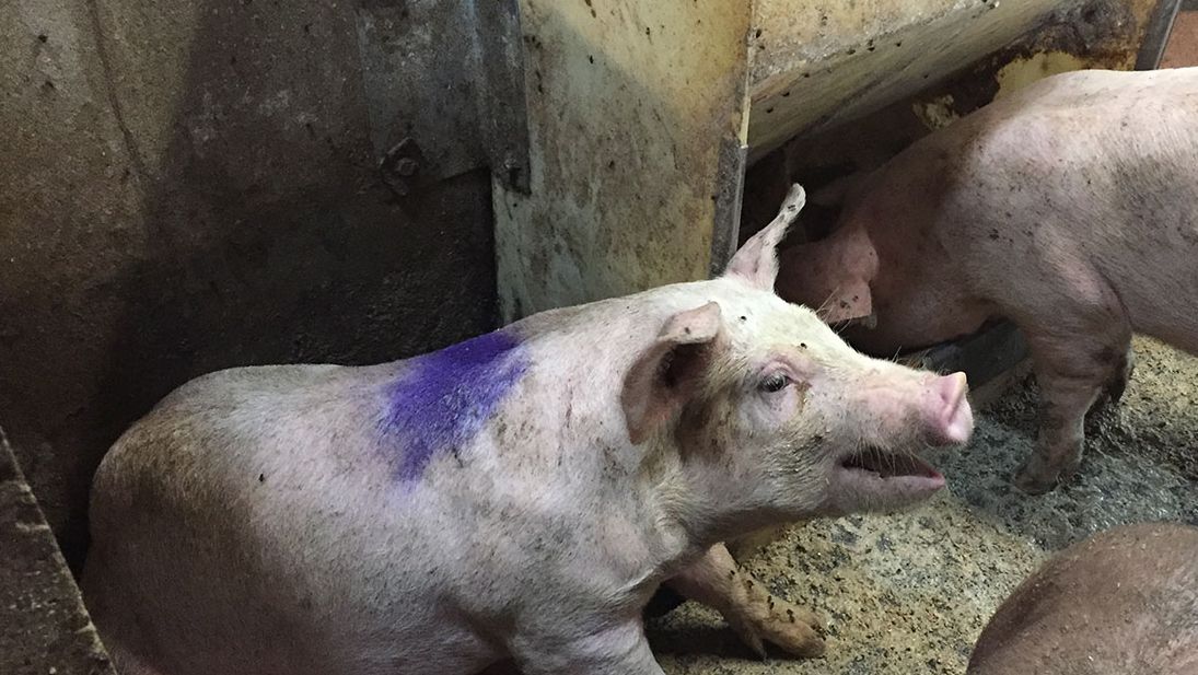 Figura 1. Porco a tossir num parque do hospital. Nota: O comedouro do parque do hospital tem ra&ccedil;&atilde;o farinada ad libitum.
