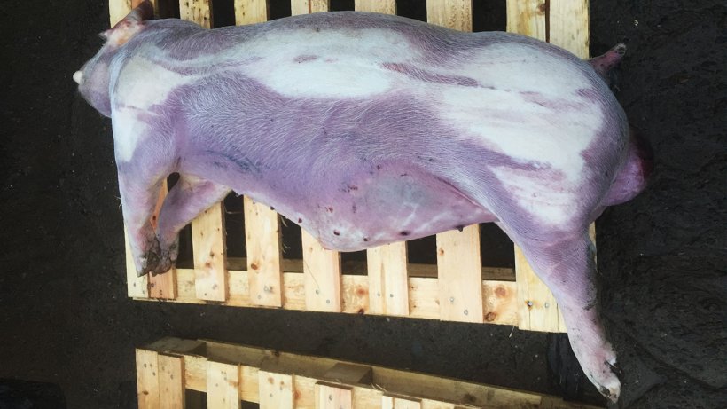 Figura 2. Porco de acabamento com cianose nas partes inferiores e distais do corpo.
