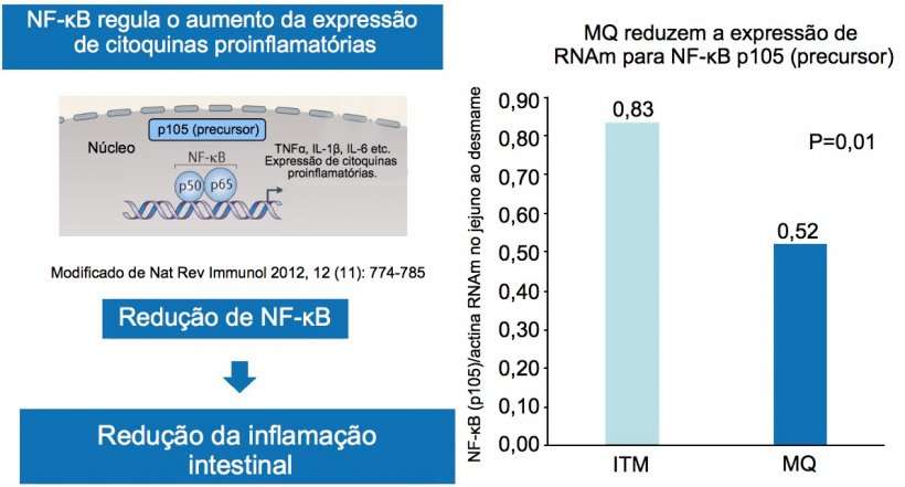 Figura 2. A redu&ccedil;&atilde;o do fator nuclear NF-&kappa;B reduz a inflama&ccedil;&atilde;o&nbsp;intestinal.
