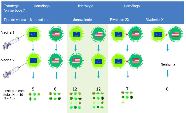 Figura 2. Efeito dos protocolos vacinais tradicionais e da "vacina&ccedil;&atilde;o de rappel heter&oacute;loga" na amplitude da resposta de anticorpos anti-H3N2. As bandeiras indicam as estirpes europeias e norte-americanas do VGS H3N2. O soro recolhido aos 14 dias ap&oacute;s a segunda vacina&ccedil;&atilde;o foi analisado para 15 v&iacute;rus antigenicamente diferentes incluindo as estirpes vacinais. Os n&uacute;meros representam o n&uacute;mero de v&iacute;rus para os quais os t&iacute;tulos de anticorpos HI foram &ge; 40.
