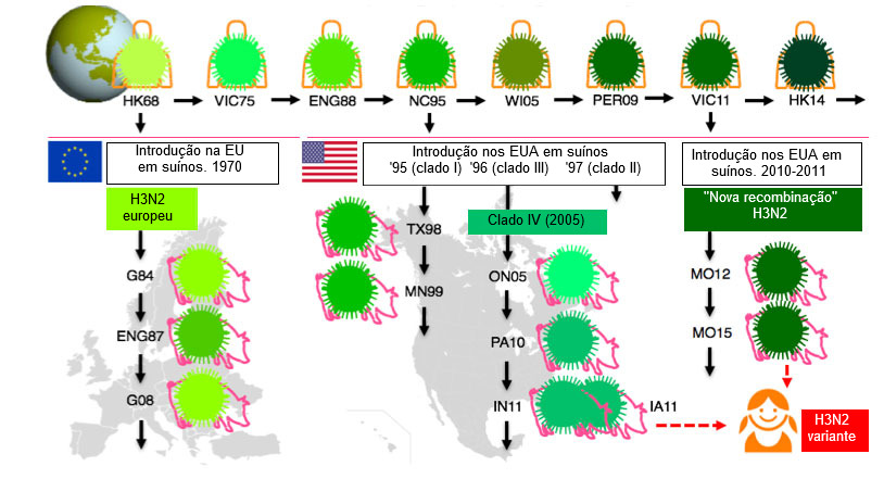 Figura 1. Evolu&ccedil;&atilde;o dos v&iacute;rus da gripe H3N2 em humanos e em su&iacute;nos. Os diferentes tons de verde indicam diferen&ccedil;as antig&eacute;nicas no H3 HA; as estirpes v&iacute;ricas s&atilde;o indicadas com o local (abreviado) e o ano de isolamento. Os v&iacute;rus humanos introduziram-se na popula&ccedil;&atilde;o su&iacute;na a princ&iacute;pios dos 1970s na Europa e, a meados dos 1990s e em 2010 na Am&eacute;rica do Norte. Isto levou &agrave; situa&ccedil;&atilde;o actual de 3 clados distintos de VGS H3N2 (ver as caixas de texto), um na Europa e dois na Am&eacute;rica do Norte. Os clados norte-americanos de forma ocasional,&nbsp;saltam de volta, para a popula&ccedil;&atilde;o humana e, ent&atilde;o, passam a chamar-se v&iacute;rus &quot;variantes&quot;.
