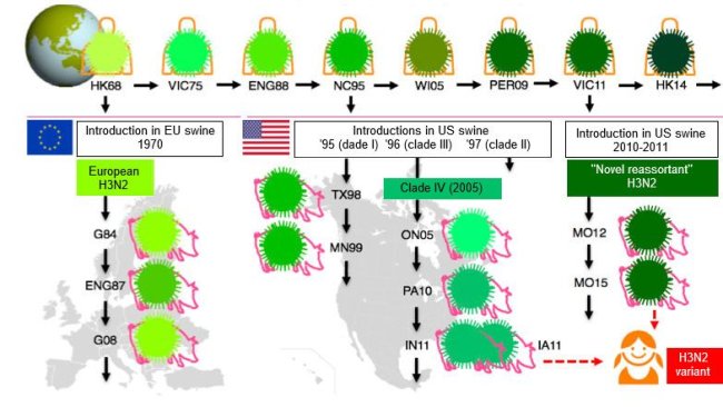 Figura 1. Evolução dos vírus da gripe H3N2 em humanos e em suínos. Os diferentes tons de verde indicam diferenças antigénicas no H3 HA; as estirpes víricas são indicadas com o local (abreviado) e o ano de isolamento. Os vírus humanos introduziram-se na população suína a princípios dos 1970s na Europa e, a meados dos 1990s e em 2010 na América do Norte. Isto levou à situação actual de 3 clados distintos de VGS H3N2 (ver as caixas de texto), um na Europa e dois na América do Norte. Os clados norte-americanos de forma ocasional, saltam de volta, para a população humana e, então, passam a chamar-se vírus "variantes".