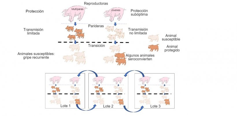 Figura 1: A transmissão é reduzida em animais que obtêm protecção de maior qualidade (leitões de porcas multíparas) do que em leitões de porcas primíparas. Nas baterias os animais que foram infectados na presença de um certo nível de anticorpos maternos não desenvolverão activamente a imunidade, de modo que o vírus pode  infectar e causar gripe recorrente. Por fim, a presença num único momento de diferentes lotes de diferentes idades de animais facilita a transmissão do vírus entre lotes produtivos, perpetuando a infecção.