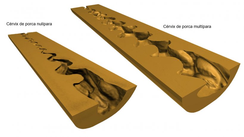 Figura 1. Representa&ccedil;&otilde;es em 3D digital do c&eacute;rvix uterino (sec&ccedil;&atilde;o longitudinal m&eacute;dia) de porcas nul&iacute;paras e mult&iacute;paras obtidas ap&oacute;s scaner (NextEngine Desktop 3D Scanner, modelo 2020i) dos moldes endoluminais.
