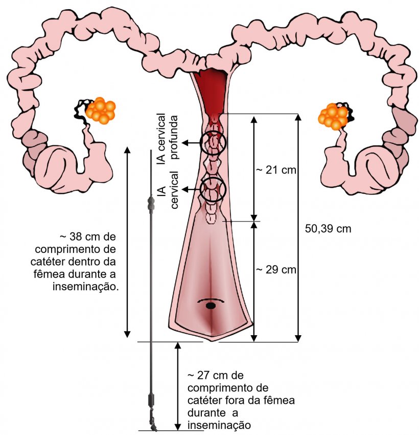 Figura 3. Representa&ccedil;&atilde;o da disposi&ccedil;&atilde;o do cat&eacute;ter de IA no tracto genital da porca durante a IA. As dimens&otilde;es foram medidas a partir de insemina&ccedil;&otilde;es e de tractos genitais de porcas nul&iacute;paras provenientes do matadouro.
