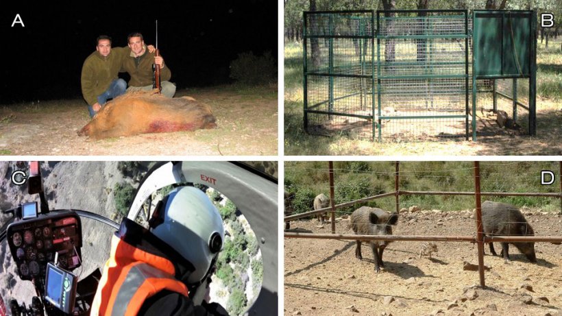 Foto 1: Opções de controlo: A) caça recreativa; B) aprisionamento; C) eliminação por profissionais (neste caso de helicóptero, quadras de foto de Ivor Jockney); D) maneio do habitat: suprimir a alimentação e proteger as culturas (foto: alimentador fixo de javali).