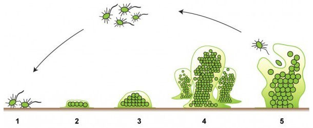 Biofilmes de bactérias patogénicas no sistema de água de bebida - Artigos -  3tres3, A página do porco