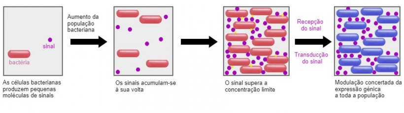 Um sistema promissor é a capacidade de influenciar o mecanismo de sinalização entre bactérias (Quorum sensing) através de certos probióticos. Desta forma, eles podem ser impedidos de realizar estratégias de sobrevivência comuns, como a formação de biofilmes ou esporulação em condições adversas.