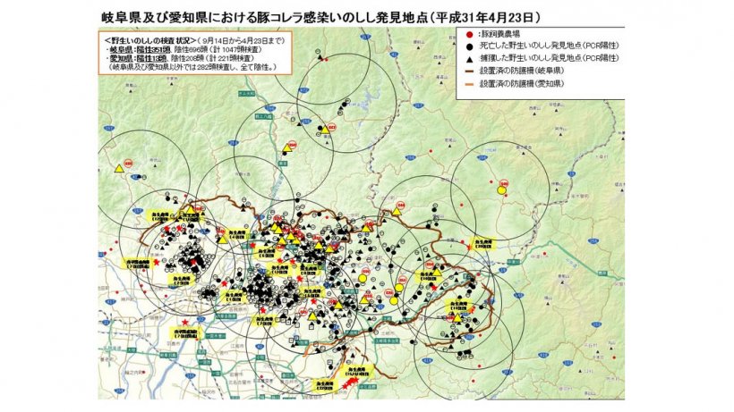 O mapa apresenta o total de javalis encontrados mortos ou capturados que s&atilde;o positivos &agrave; doen&ccedil;a bem como as explora&ccedil;&otilde;es de su&iacute;nos afectadas (sublinhadas a amarelo), at&eacute; ao dia 23 de Abril de 2019.
