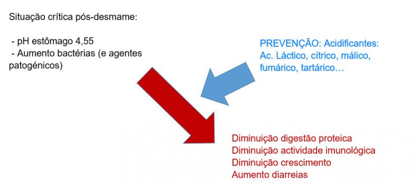 Figura 2: A acidifica&ccedil;&atilde;o da digesta tamb&eacute;m &eacute; uma boa estrat&eacute;gia para melhorar a digest&atilde;o, sobretudo em leit&otilde;es p&oacute;s-desmame porque a sua capacidade end&oacute;gena &eacute; muito limitada. Mediante a incorpora&ccedil;&atilde;o de um acidificante na dieta, evita-se uma diminui&ccedil;&atilde;o da digest&atilde;o proteica e que afecte a imunidade e os par&acirc;metros produtivos.
