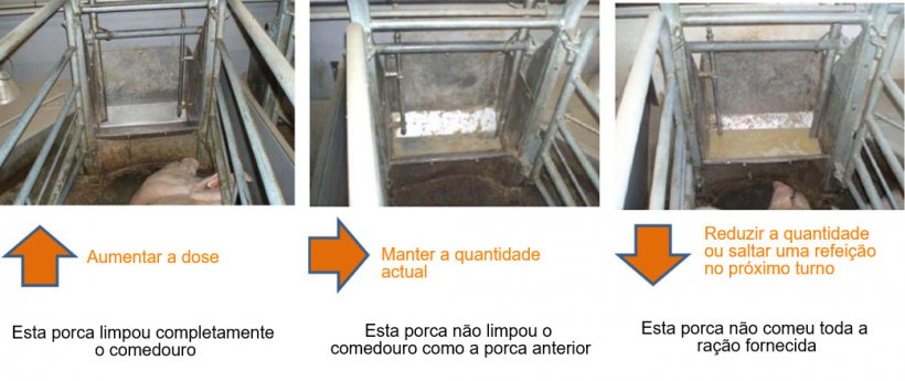 Figura 2: Pelo menos 1 vez por dia os comedouros das porcas devem ser verificados e, segundo o que observamos, decidir se essa porca pode comer mais ou n&atilde;o. Fonte: Pig Research Center
