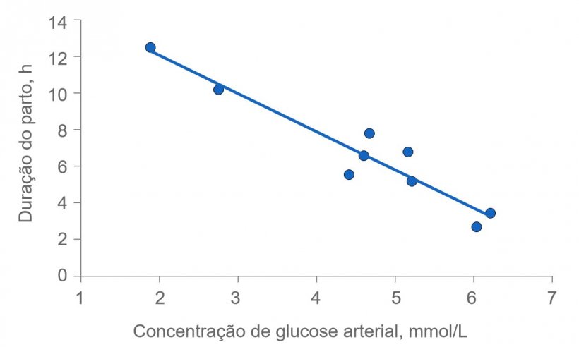 Figura 2: A dura&ccedil;&atilde;o do parto prolonga-se muito se a energia das porcas se esgotar. Normalmente, a glucose plasm&aacute;tica mant&eacute;m-se constante em 4,5 (intervalo de 4 a 5) mmol/L, mas pouco depois da alimenta&ccedil;&atilde;o supera este n&iacute;vel e v&aacute;rias horas ap&oacute;s a alimenta&ccedil;&atilde;o, a glucose plasm&aacute;tica pode ver-se comprometida se se esgota o dep&oacute;sito de glucog&eacute;nio no f&iacute;gado.
